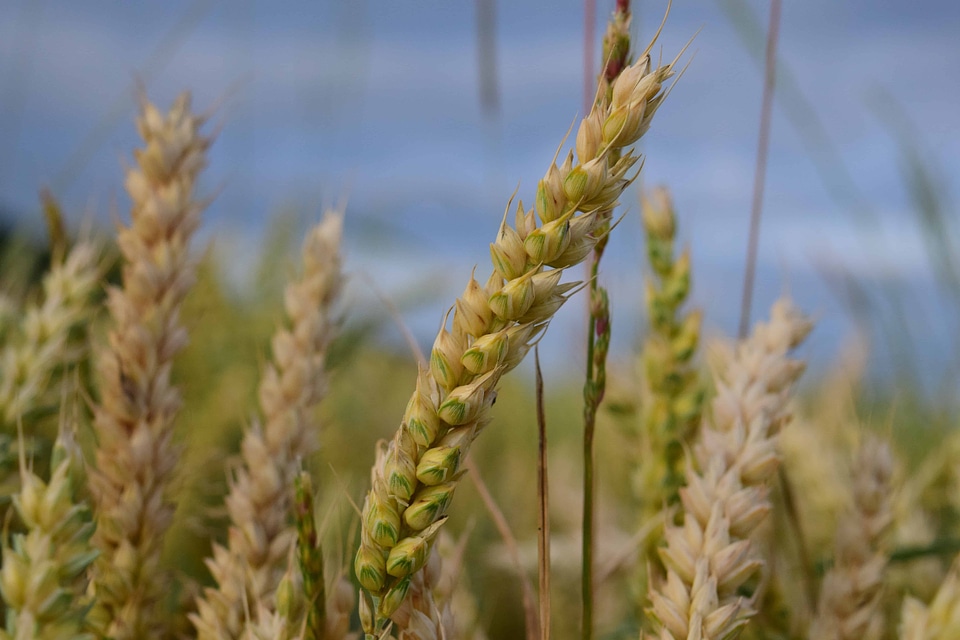 Agriculture barley cereal