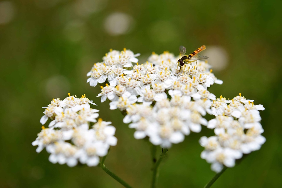 Animal arthropod beautiful flowers