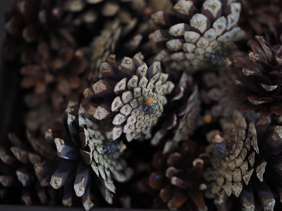 Fruits seeds fir tree