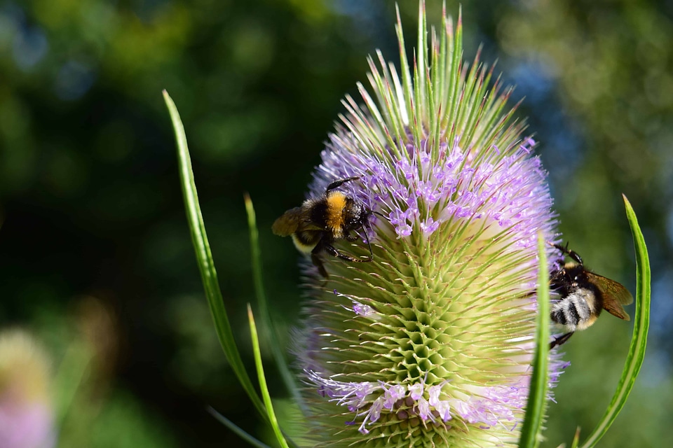 Animal arthropod beautiful flowers