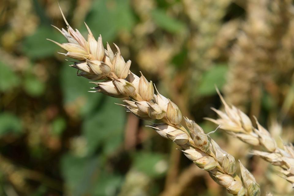 Agriculture field flora