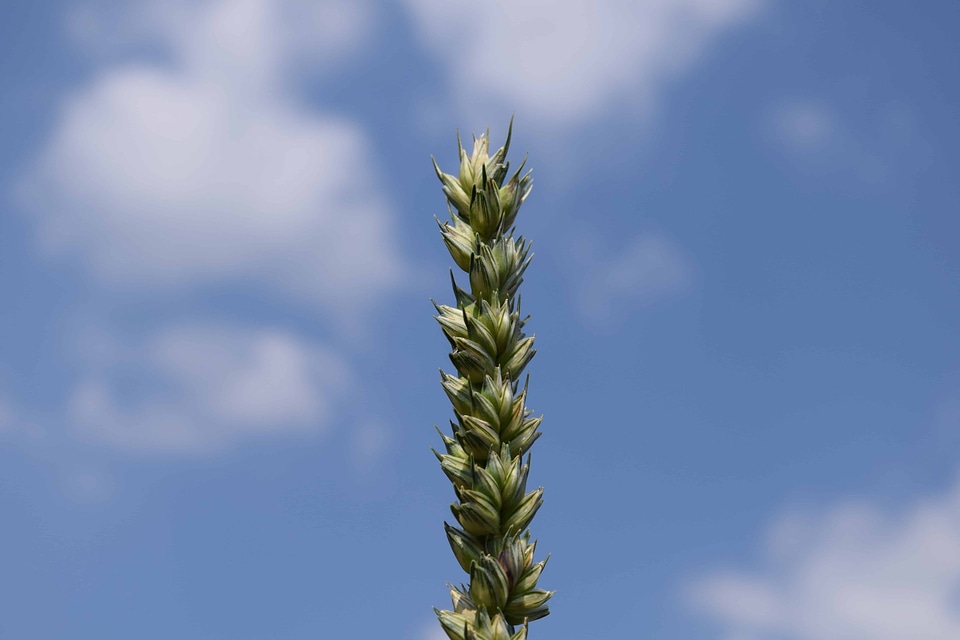 Blue Sky grass landscape