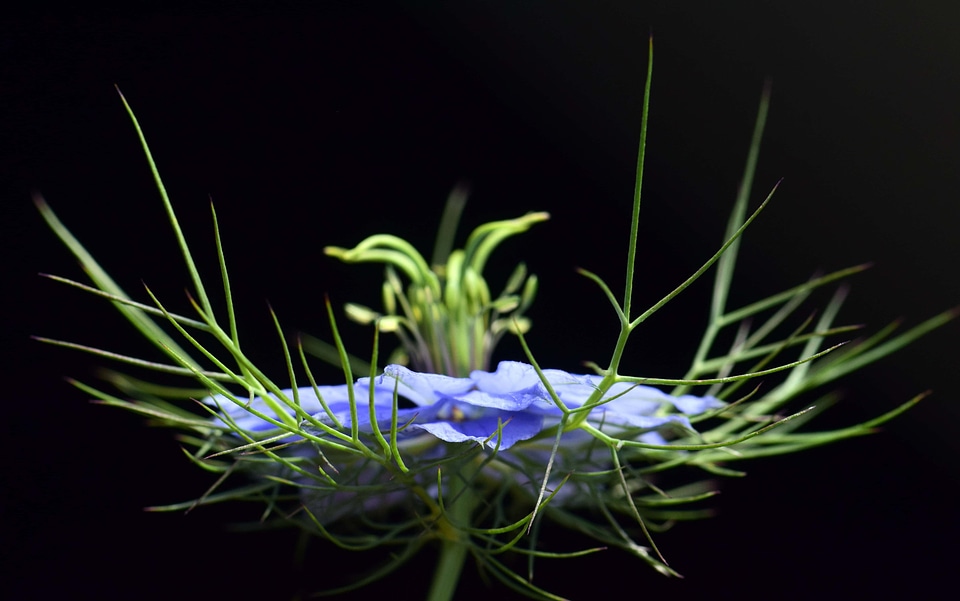 Beautiful Flowers blooming blossom