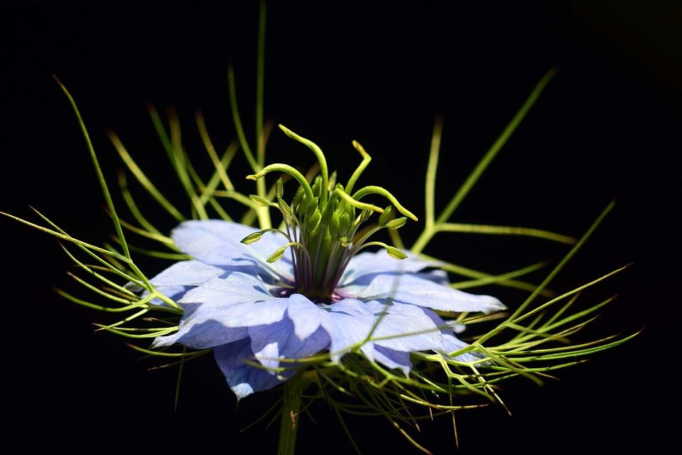 Beautiful Flowers blooming blossom