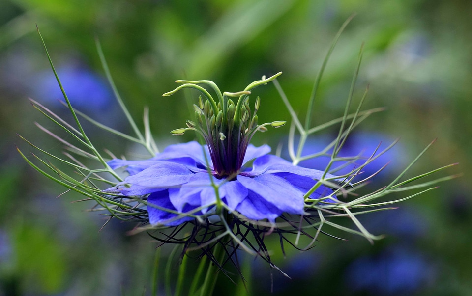Beautiful Flowers blooming blossom