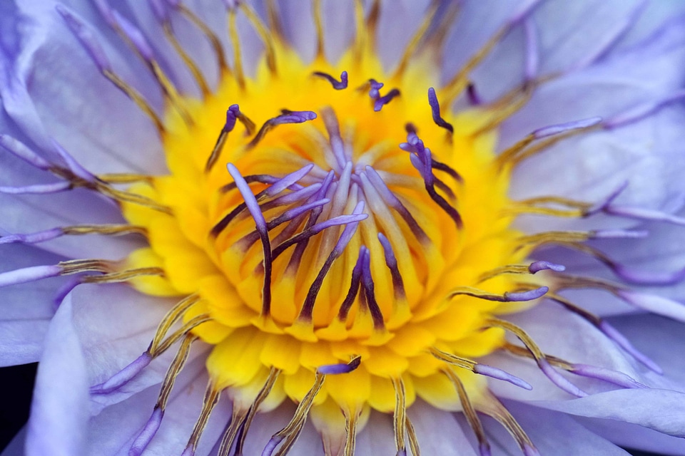 Beautiful beautiful flowers beautiful photo