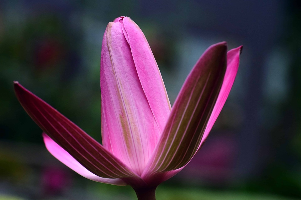 Beautiful Flowers beautiful photo bloom