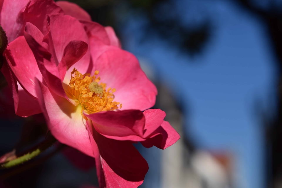 Beautiful Flowers blooming blossom