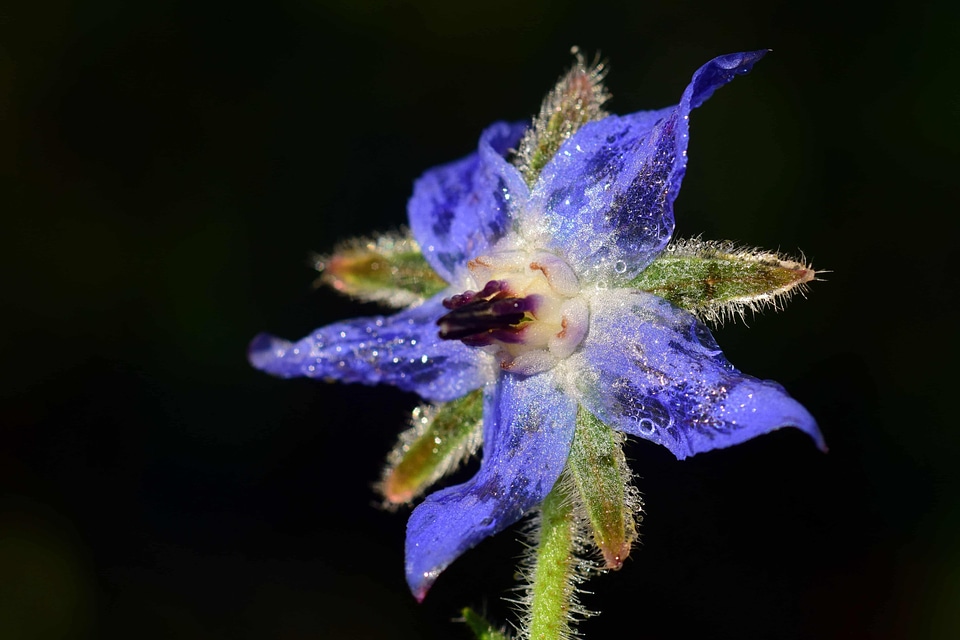 Beautiful Flowers beautiful photo blooming