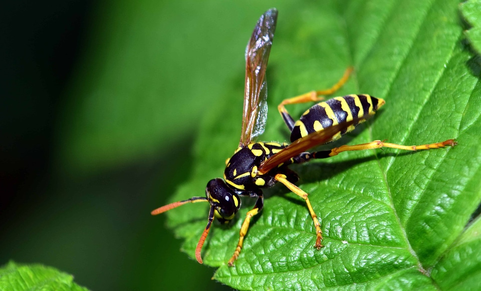 Animal arthropod beautiful photo