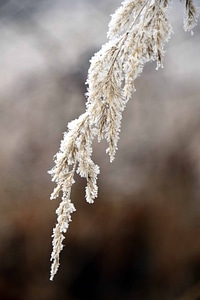 Flora frost landscape