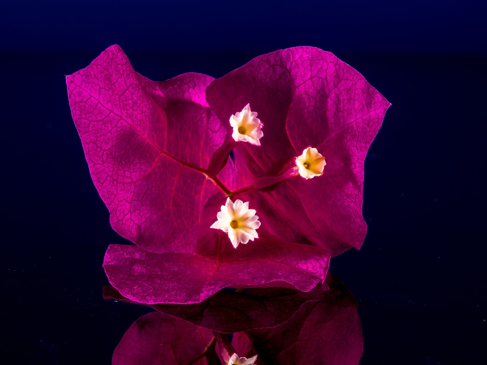 Flower pink bougainville