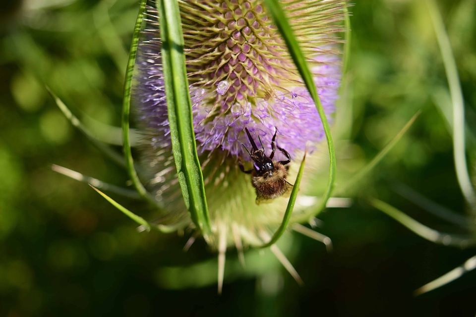 Animal arthropod beautiful