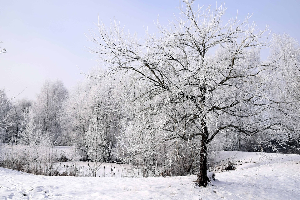 Branch cold forest photo