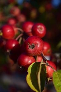 Apple diet dietary