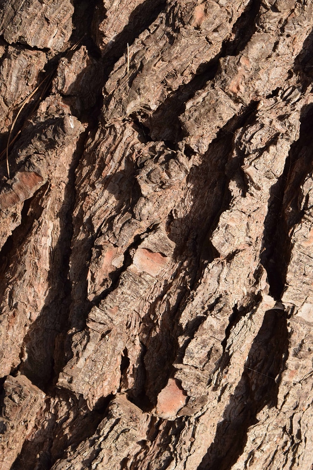Bark branch environment