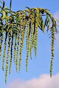 Diet field flora