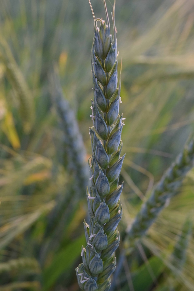 Agriculture cereal diet
