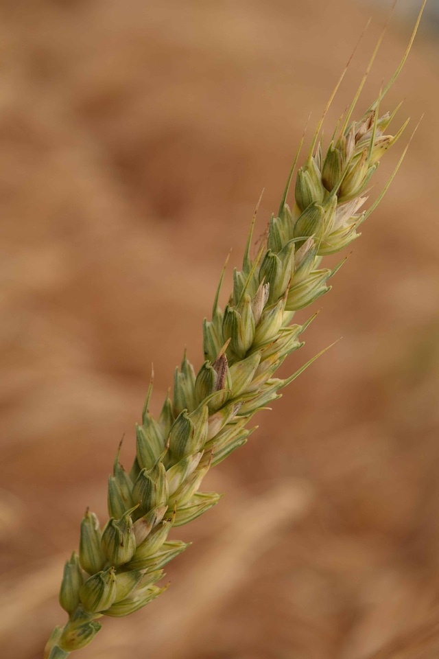 Agriculture cereal diet