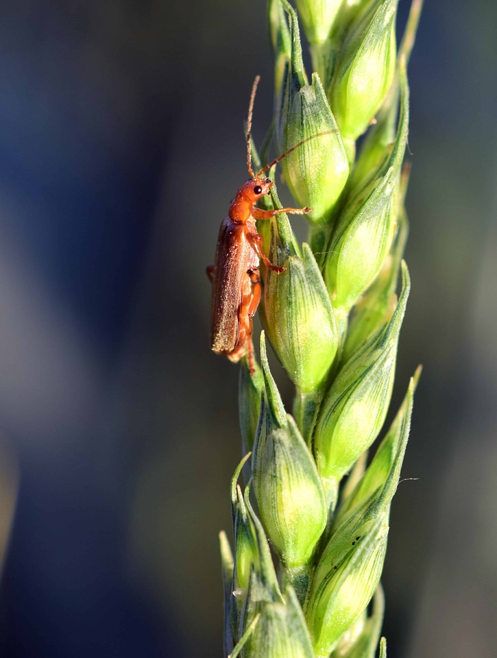 Animal arthropod bug