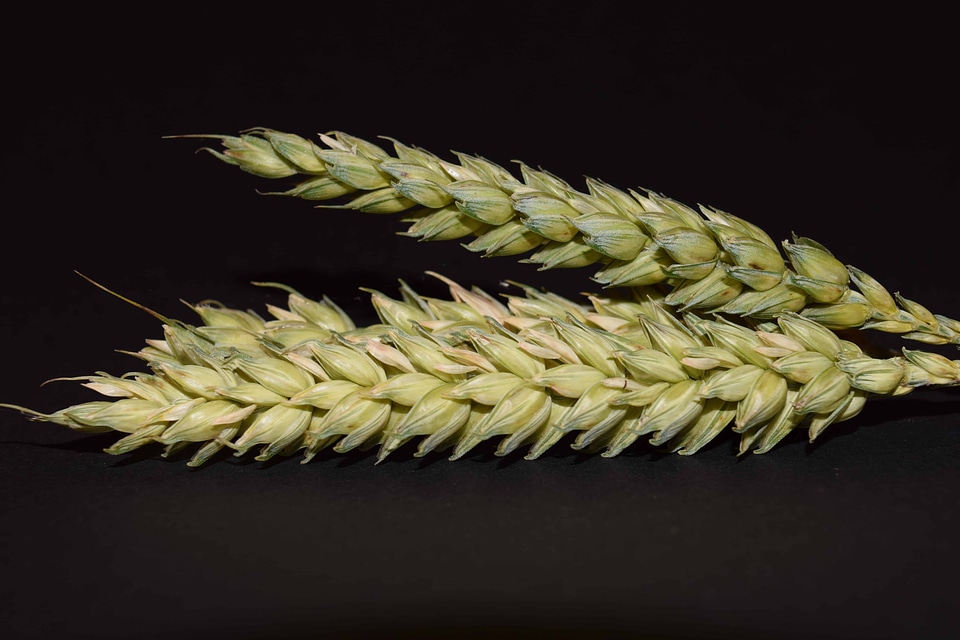 Agriculture cereal detail