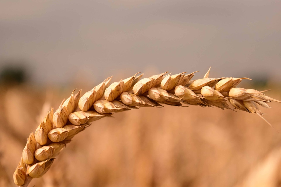 Agricultural agriculture brown