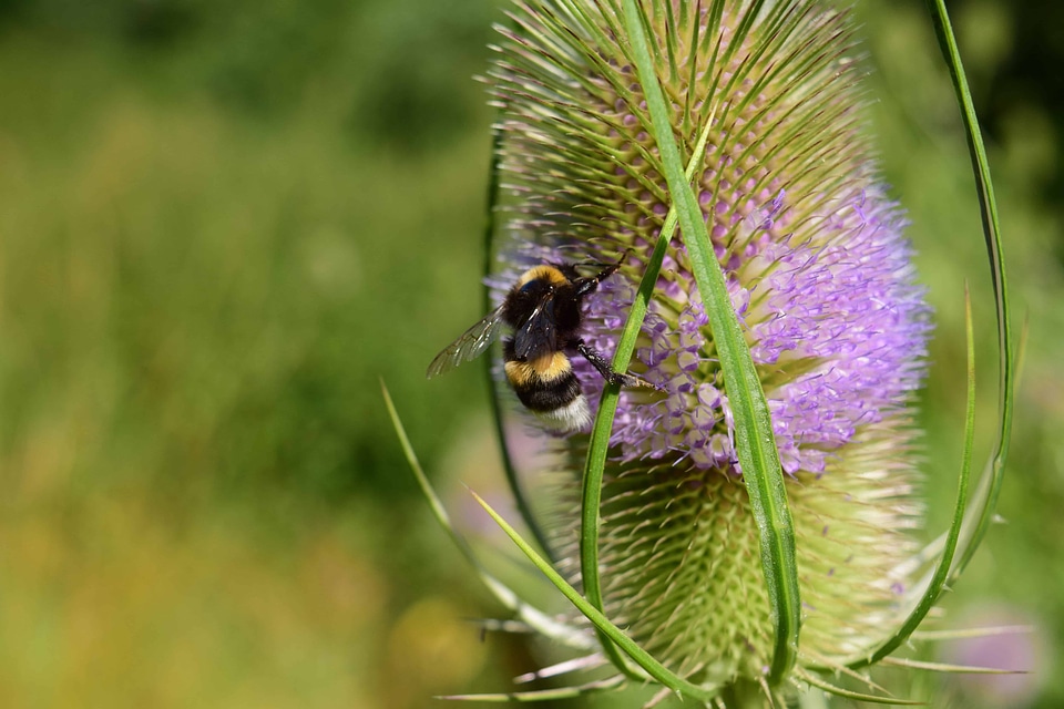 Animal arthropod beautiful flowers