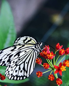 Animal arthropod beautiful flowers