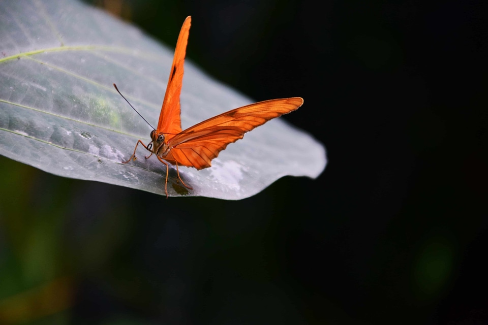 Animal arthropod beautiful photo