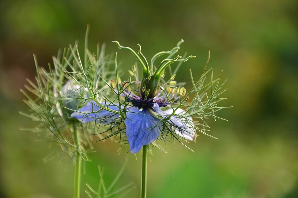 Beautiful Flowers beautiful photo blooming