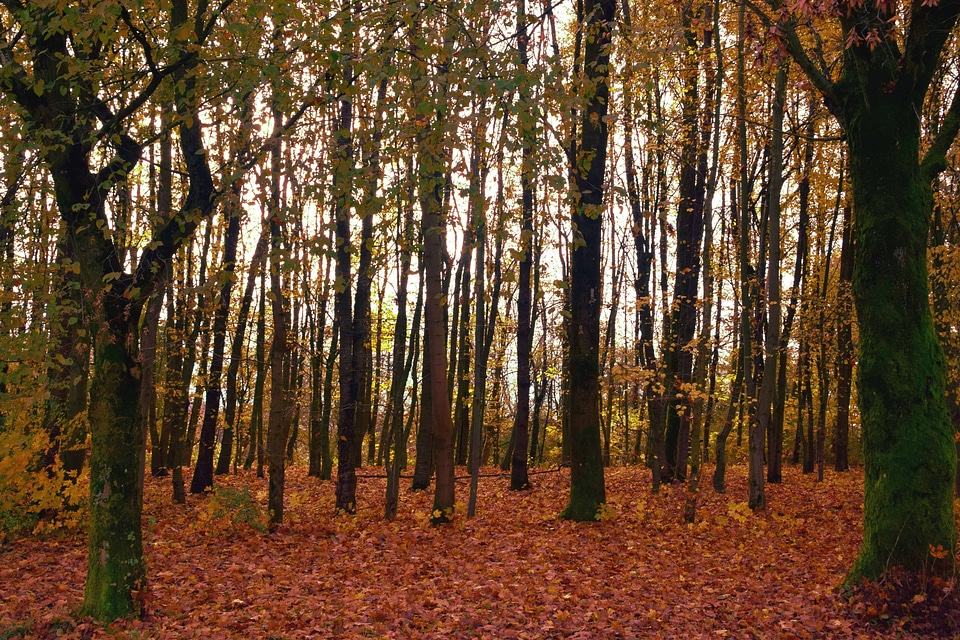 Autumn autumn season beautiful photo