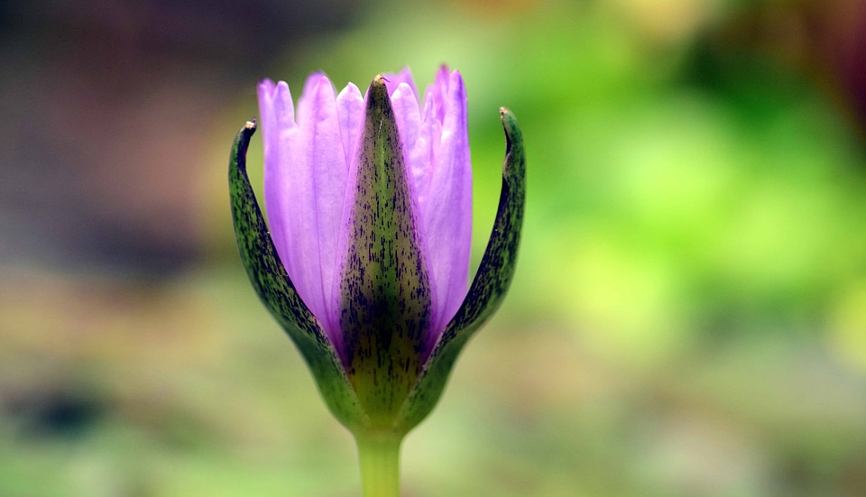 Beautiful Flowers bloom blooming photo