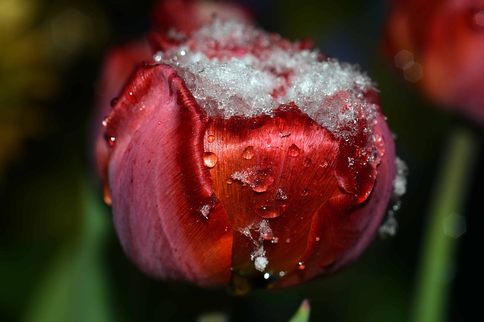 Beautiful Flowers blooming blossom photo