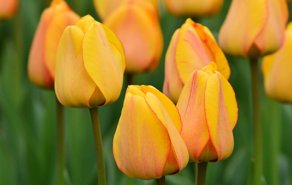 Beautiful Flowers bloom blooming