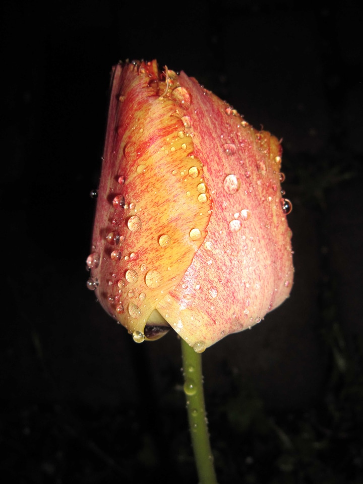 Beautiful Flowers blooming blossom