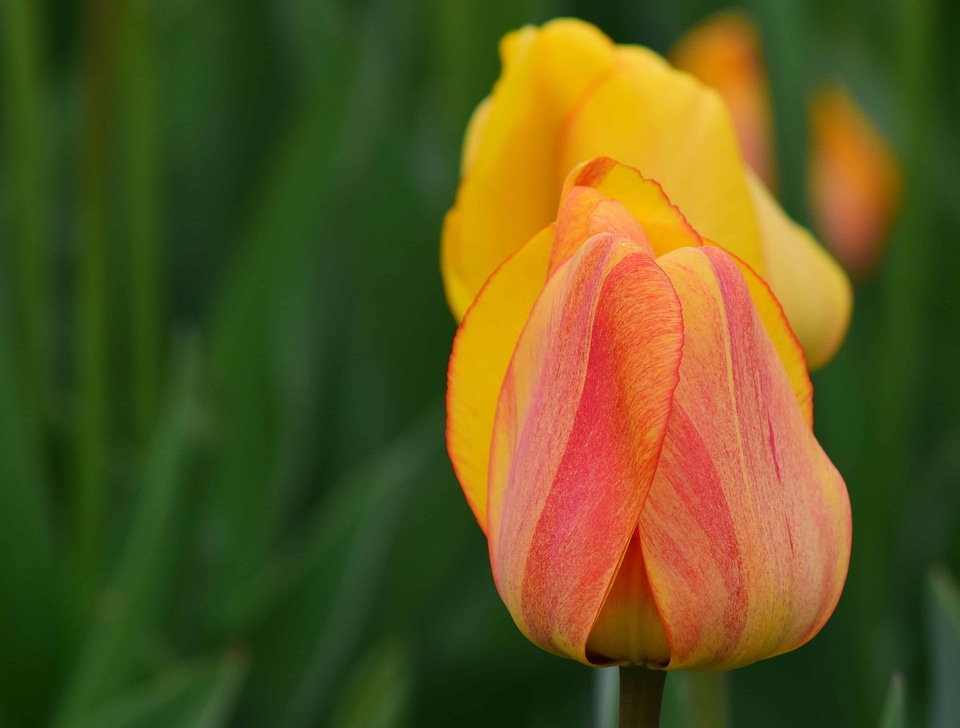 Beautiful Flowers bloom blooming
