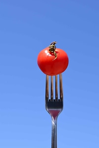 Blue Sky detail food