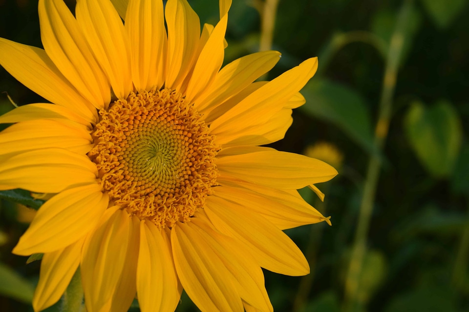 Agriculture beautiful flowers bloom