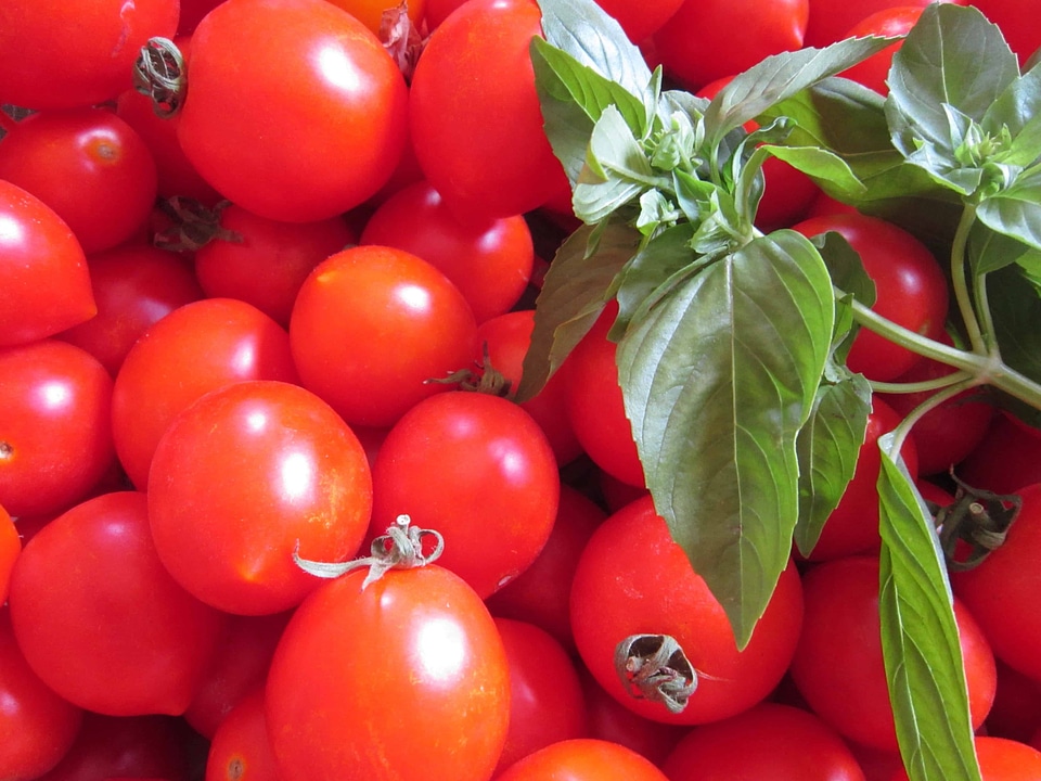 Agriculture basil beautiful photo