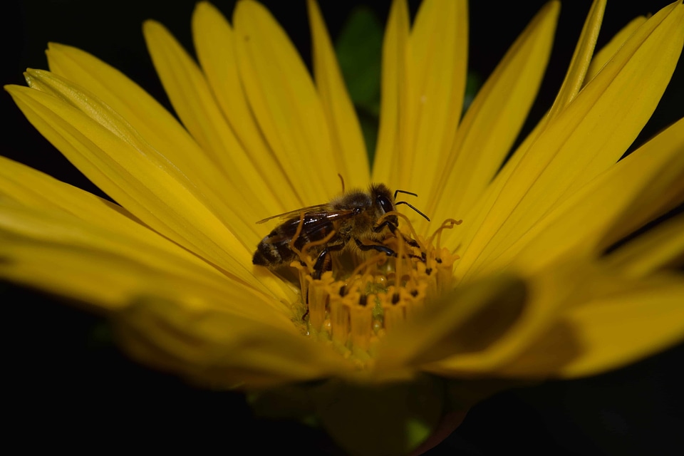 Beautiful Flowers bee blooming