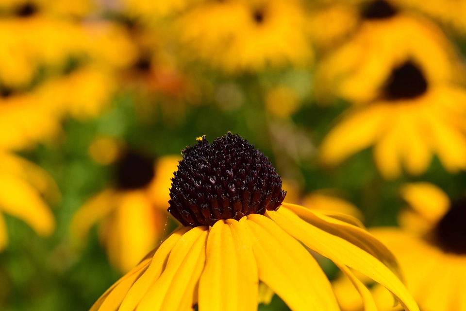 Beautiful Flowers bloom blooming