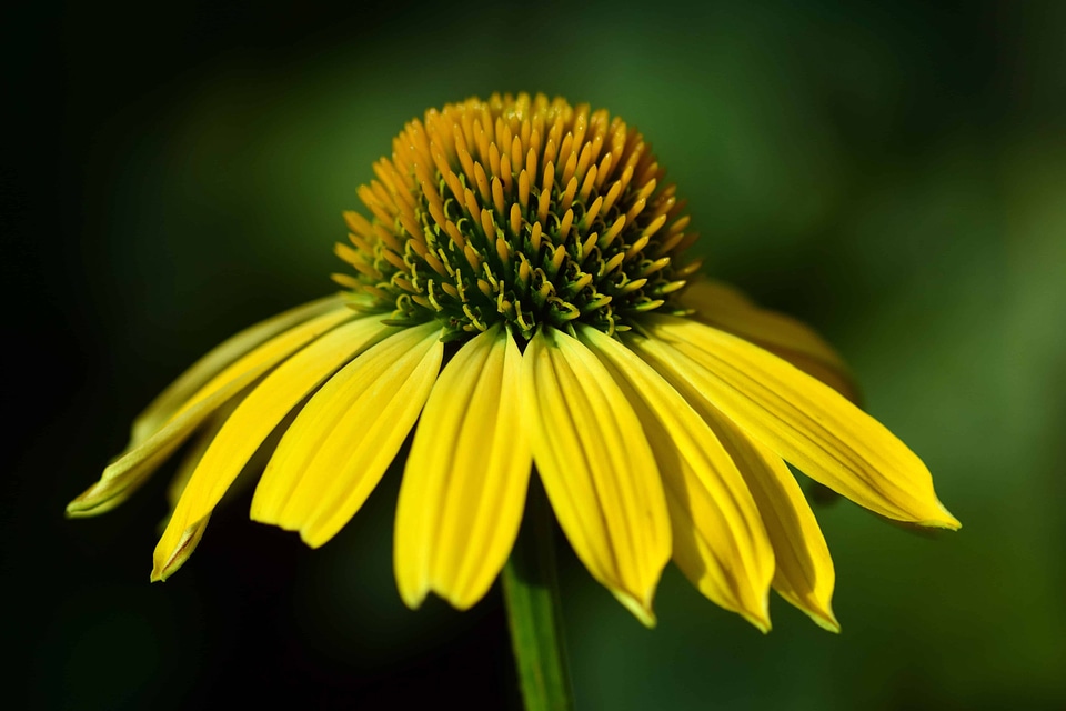 Beautiful Flowers beautiful image beautiful photo