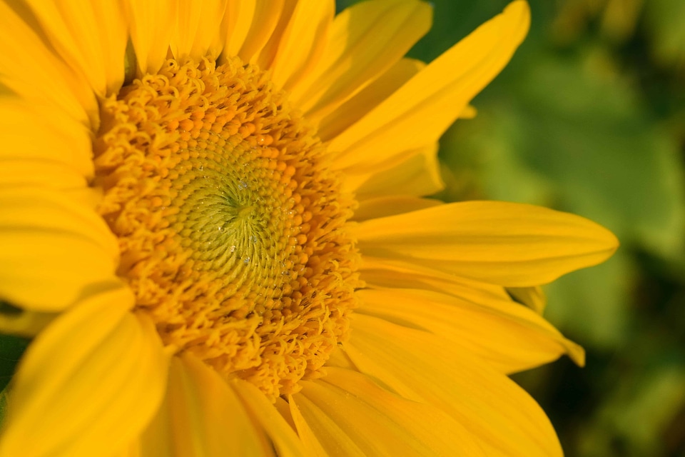 Agriculture beautiful flowers bloom