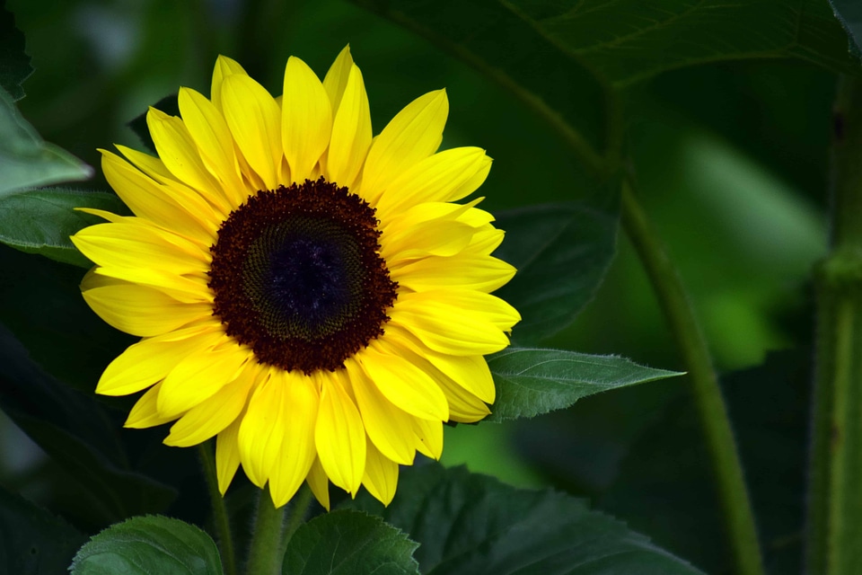 Agriculture beautiful flowers bloom
