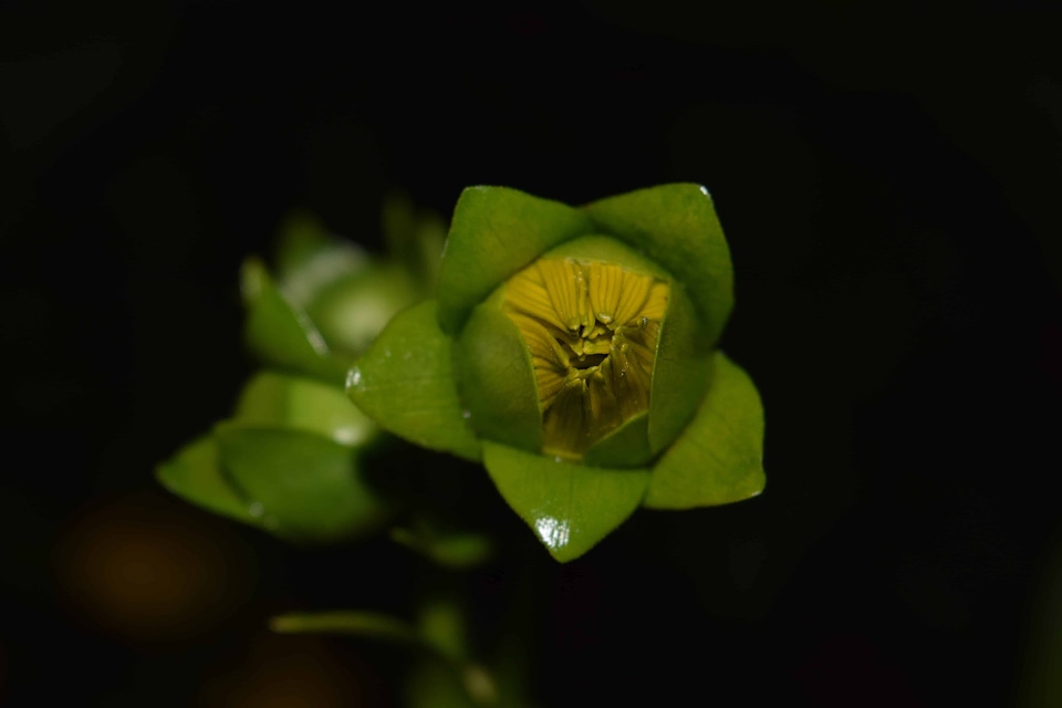 Darkness flower green leaf