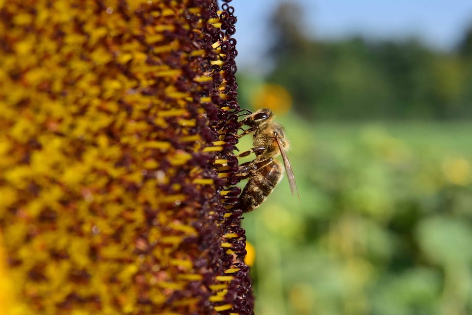 Agricultural agriculture animal
