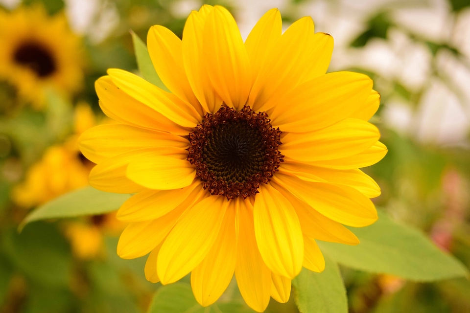 Agriculture beautiful flowers bloom