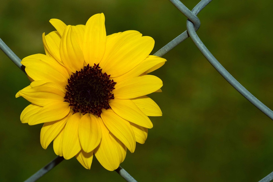 Beautiful Flowers bloom blooming photo