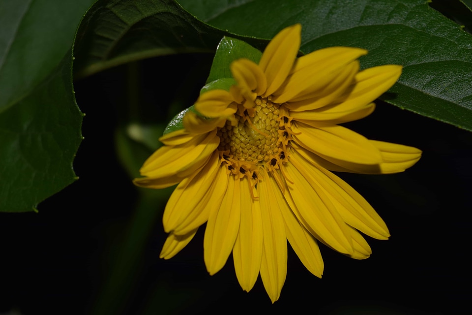 Agriculture beautiful flowers bloom