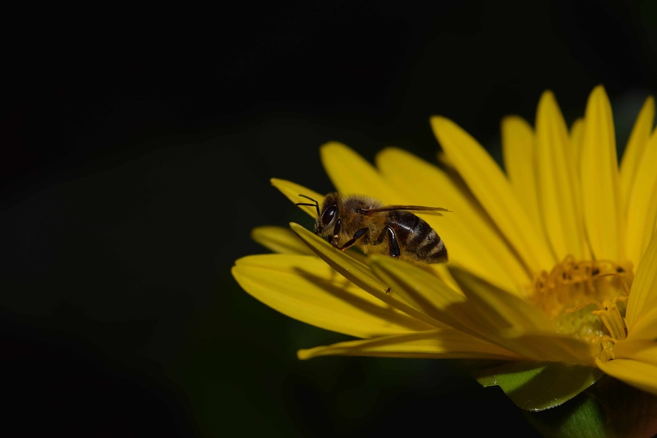 Animal arthropod beautiful flowers